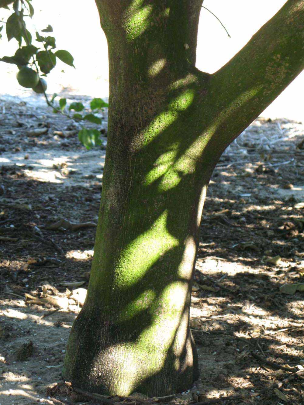            Bark (Winter Haven, FL)      